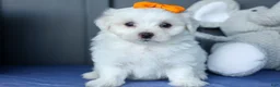 Maltese dogs for sale: PATRICK - Ad 16