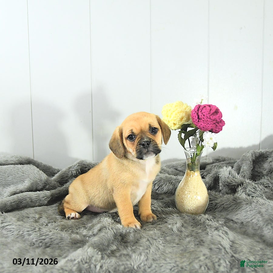 Puggle dogs Colette - Ad 2