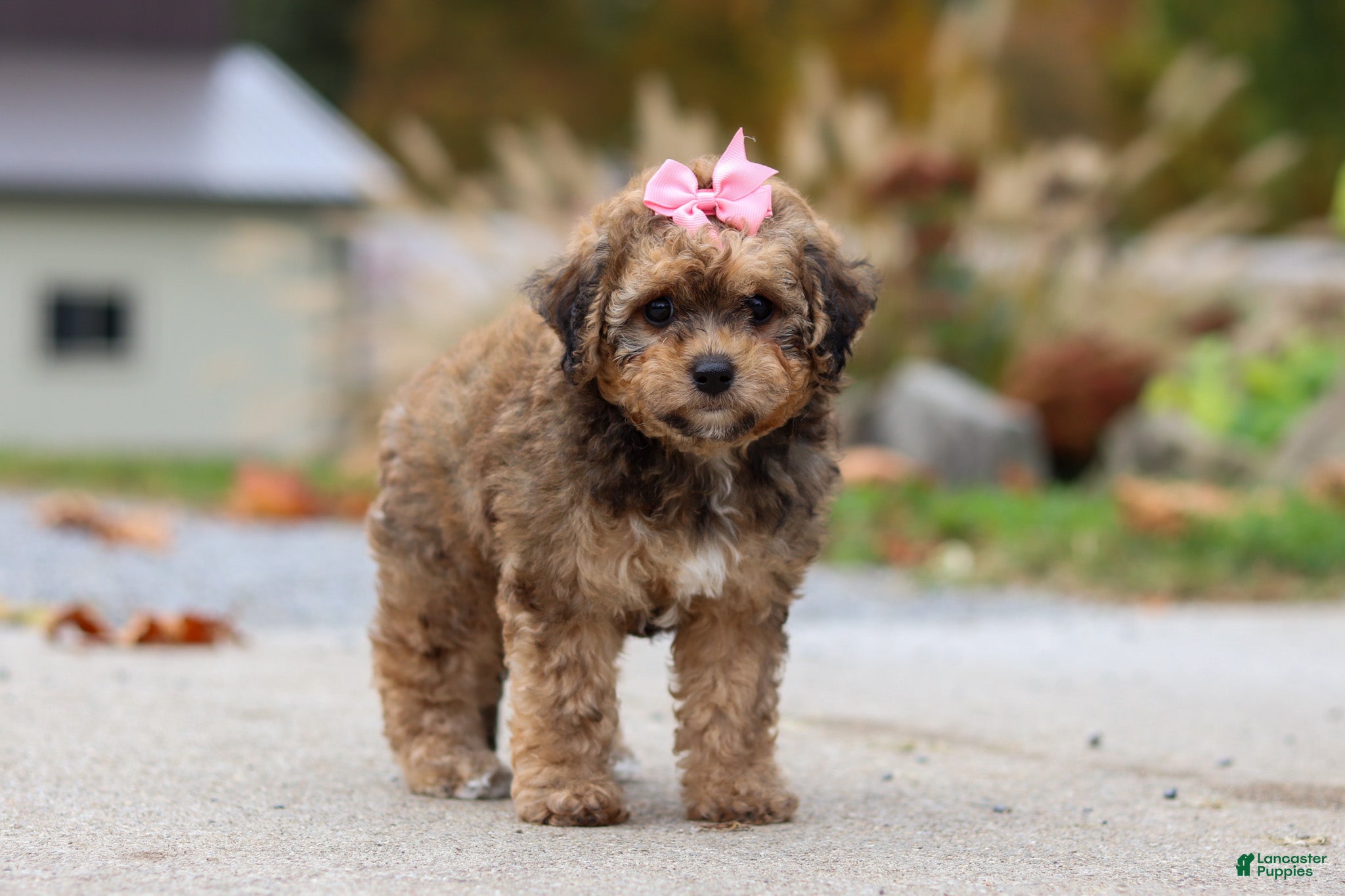 Bichpoo dogs for sale: Sadie - Ad 2