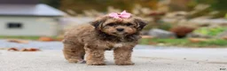 Bichpoo dogs for sale: Sadie - Ad 2