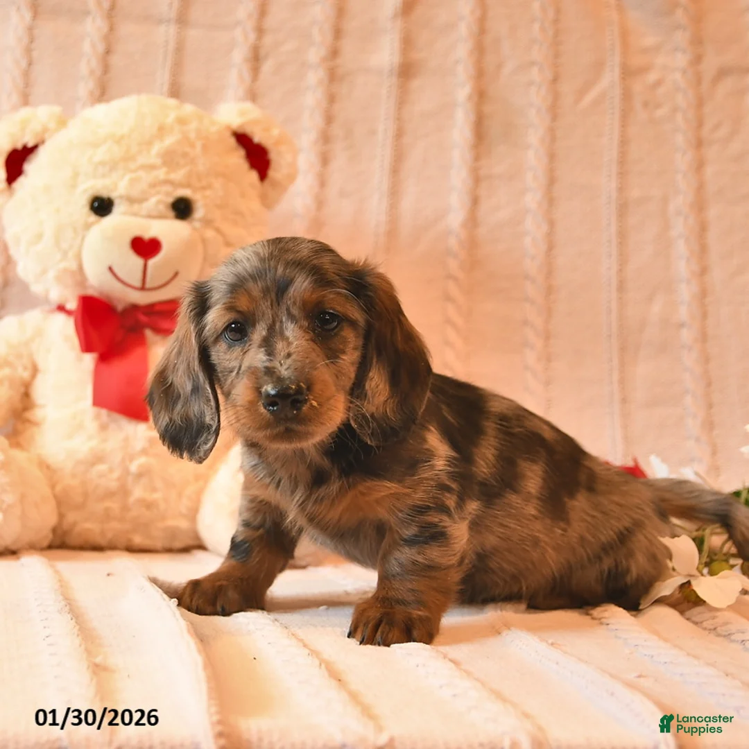 Miniature Dachshund dogs for sale: Honey   - Ad 4