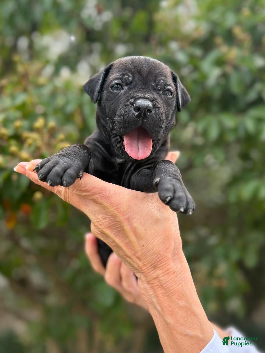 Cane Corso dogs Cane Corso (Green) - Ad 1