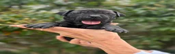 Cane Corso dogs for sale: Cane Corso (Green) - Ad 1