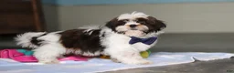 Shih Tzu dogs for sale: Elliot - Ad 6