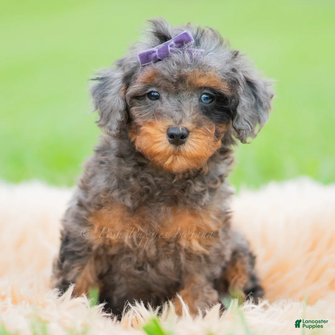 Toy Poodle dogs for sale: Kiki AKC - Ad 5