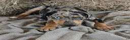 Catahoula Leopard Dog dogs for sale: Jesse 2026 F5 - Ad 8