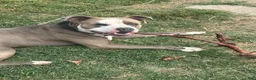 American Bully dogs for stud: Kymanis - Ad 2