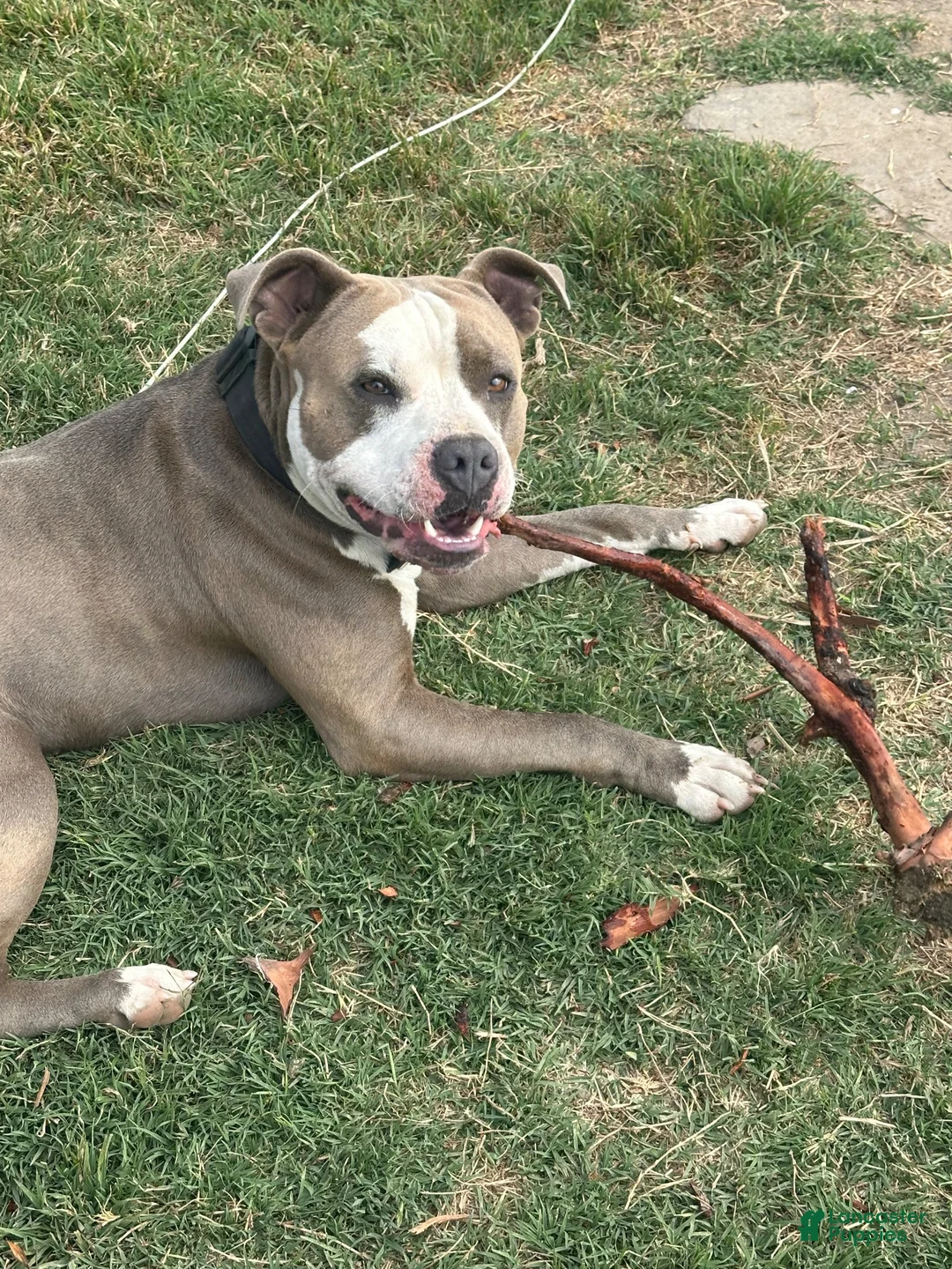 American Bully dogs for stud: Kymanis - Ad 2