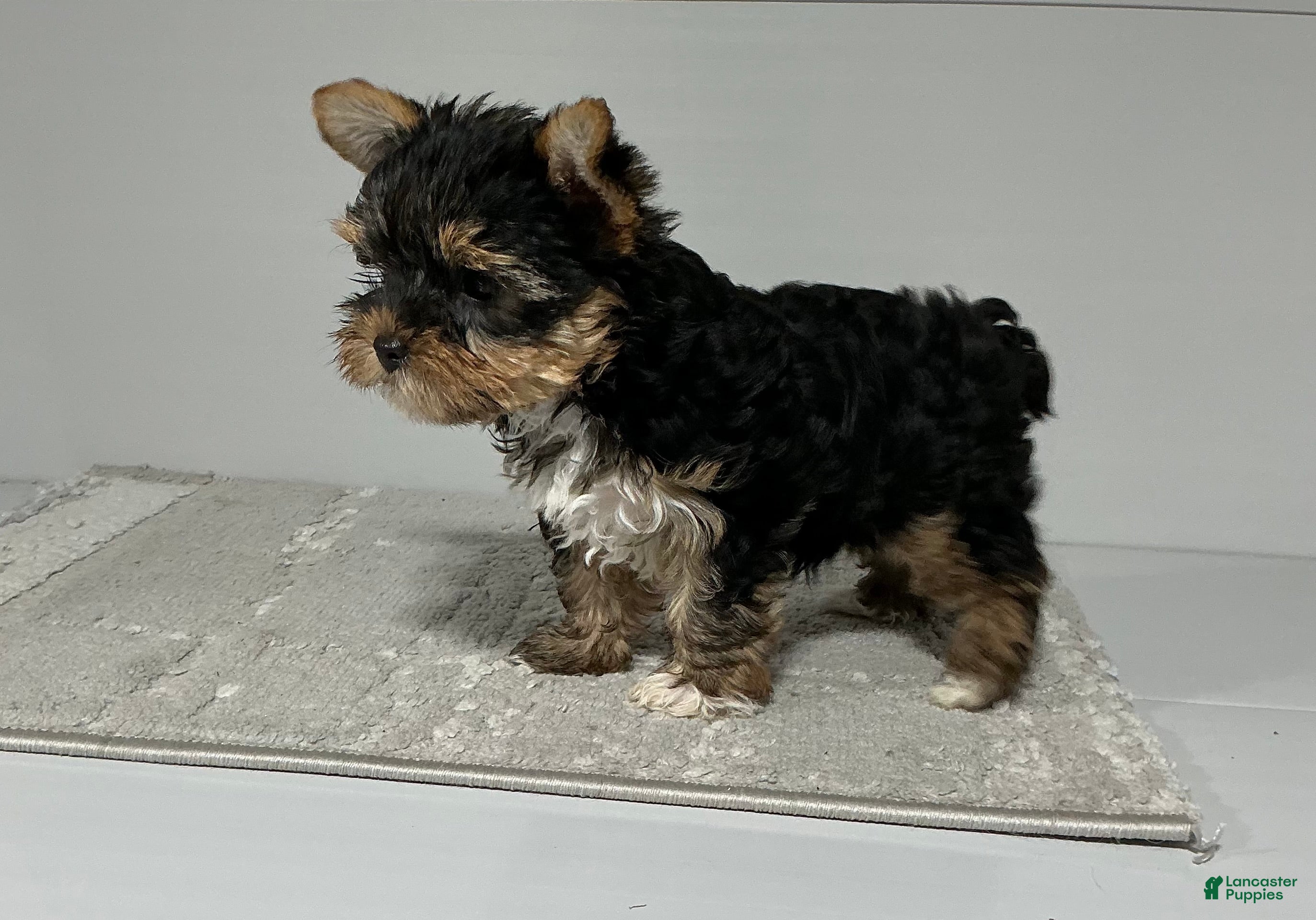 Yorkshire Terrier dogs Remi - Ad 2