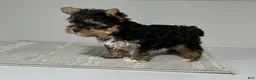 Yorkshire Terrier dogs for sale: Remi - Ad 2