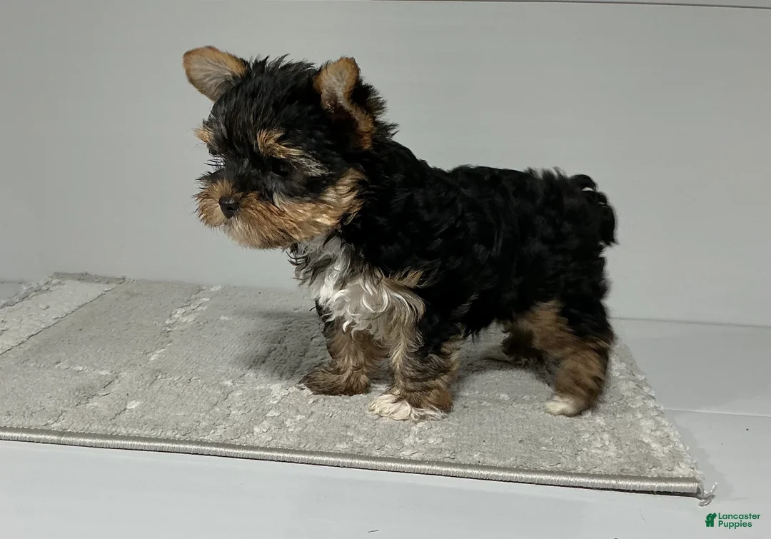 Yorkshire Terrier dogs for sale: Remi - Ad 2