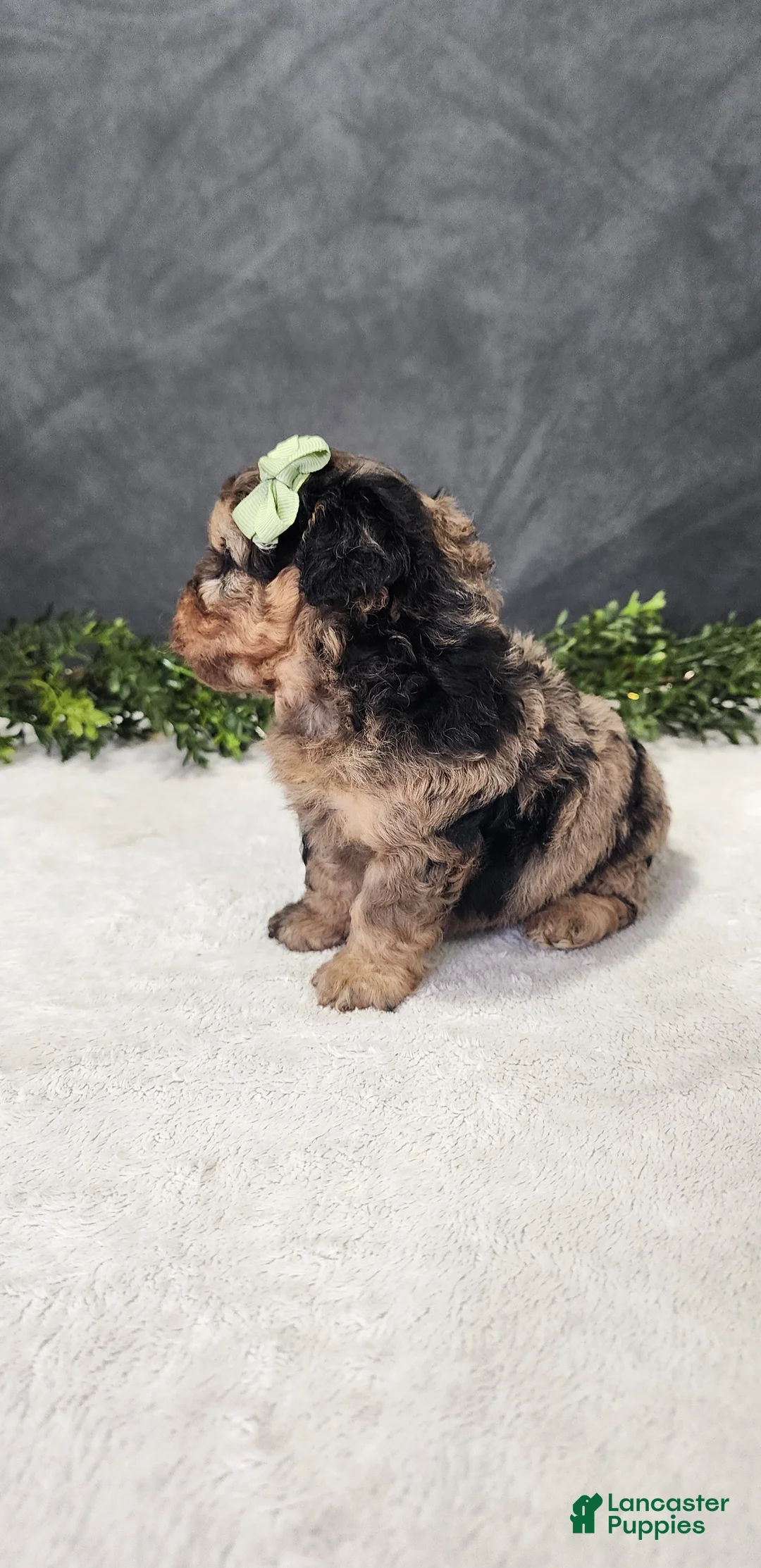 Miniature Poodle dogs for sale: Oliver - Ad 6