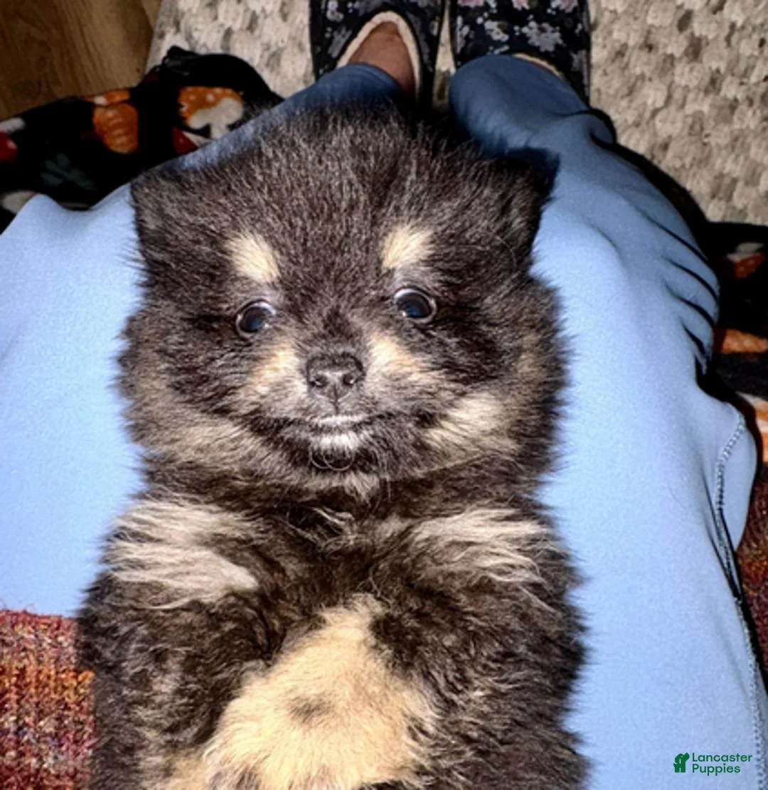 Pomeranian dogs for sale: Toast - Ad 1