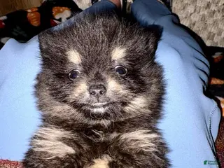 Pomeranian dogs Toast - Ad 4