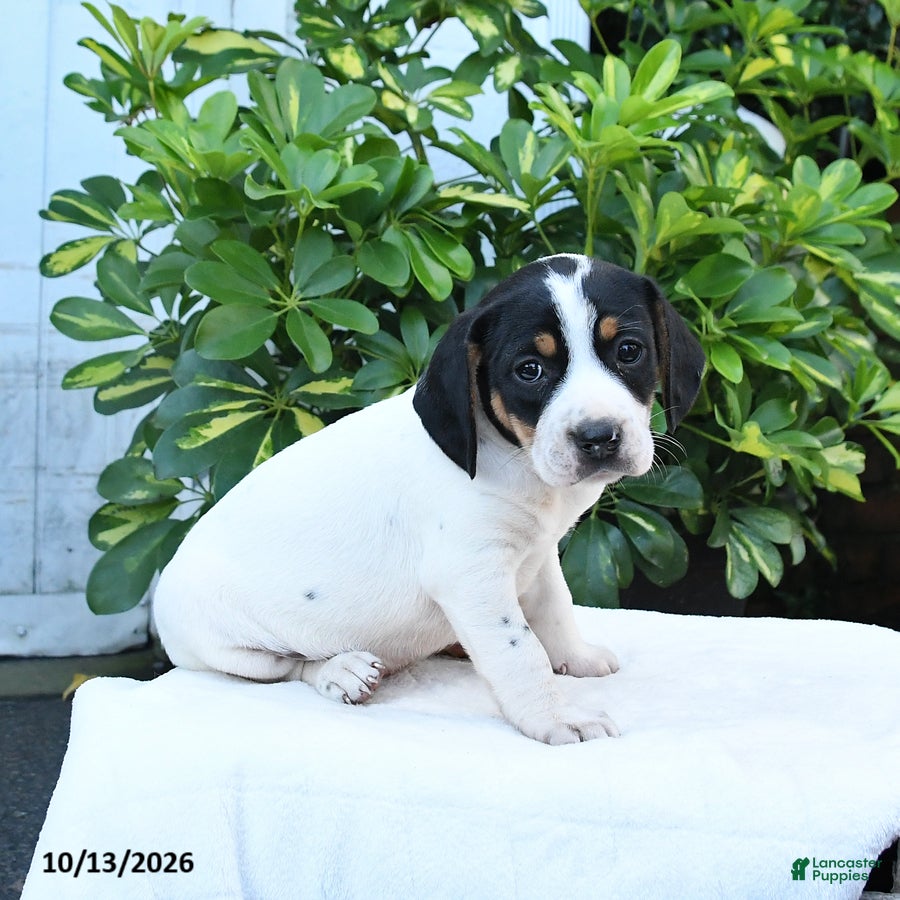 Mixed Breed dogs Betsy - Ad 2