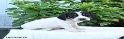 Mixed Breed dogs for sale: Betsy - Ad 2