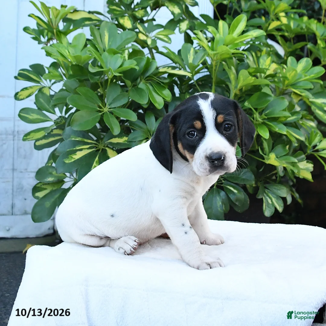 Mixed Breed dogs for sale: Betsy - Ad 2