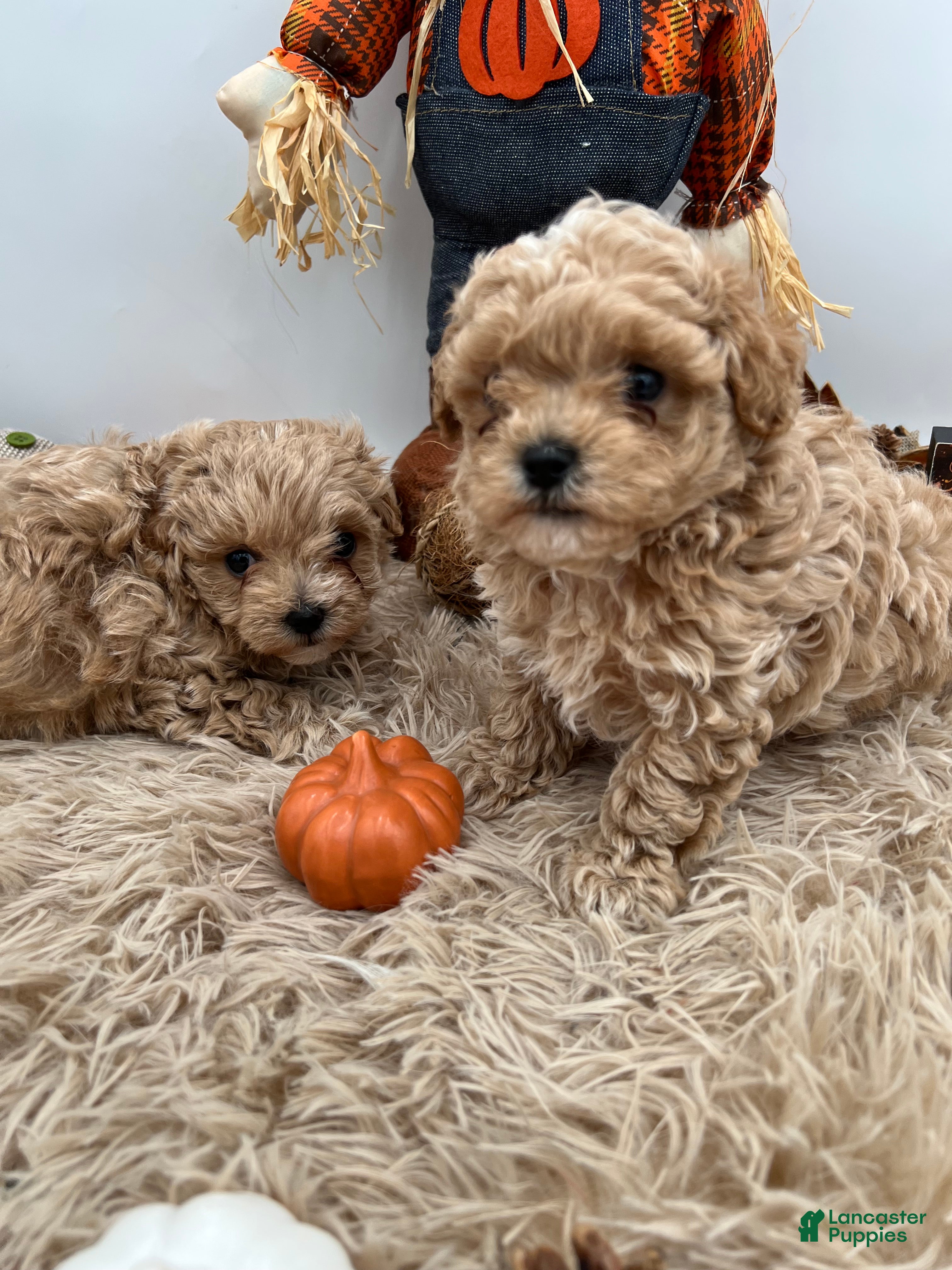 Maltipoo dogs Ying-The tiny Chinese Maltipoo - Ad 1