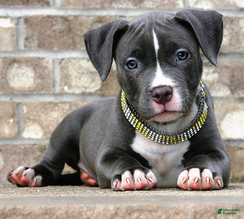 American Bully dogs "AALIYAH" BLUE NOSE / BLUE EYES - Ad 3