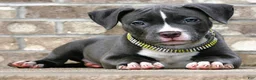 American Bully dogs for sale: "AALIYAH" BLUE NOSE / BLUE EYES - Ad 1