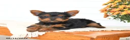Yorkshire Terrier dogs for sale: Alex - Ad 4