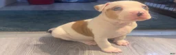 American Bully dogs for sale: American Bully 7 - Ad 2