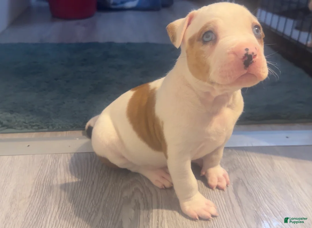 American Bully dogs for sale: American Bully 7 - Ad 2