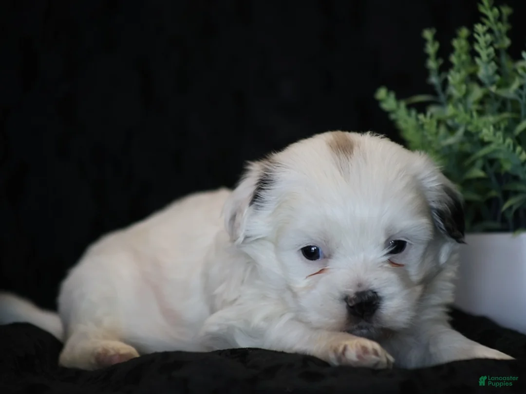 Mixed Breed dogs for sale: Shane - Ad 4