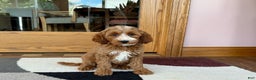 Cockapoo dogs for sale: Dolly - Ad 4