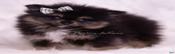 Pomeranian dogs for sale: Enzo - Ad 2