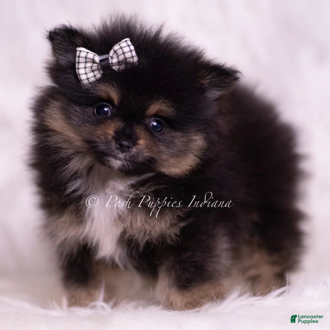 Pomeranian dogs for sale: Enzo - Ad 2