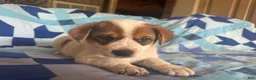 Mixed Breed dogs for sale: Male #3 - Ad 2