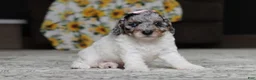 Miniature Poodle dogs for sale: Mabel - Ad 5