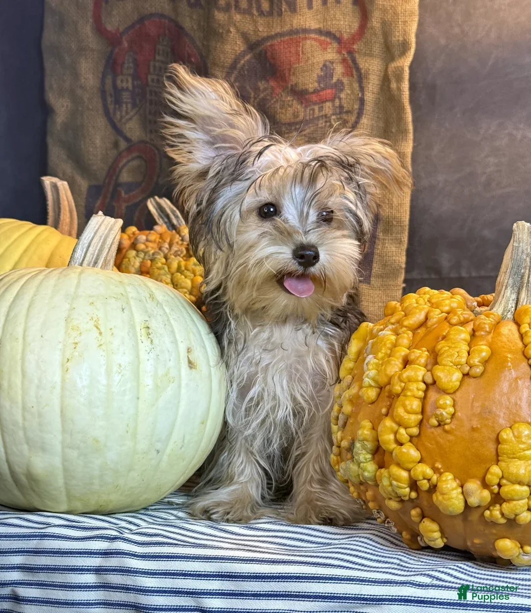 Yorkiepoo dogs for sale: Rosco - Ad 1