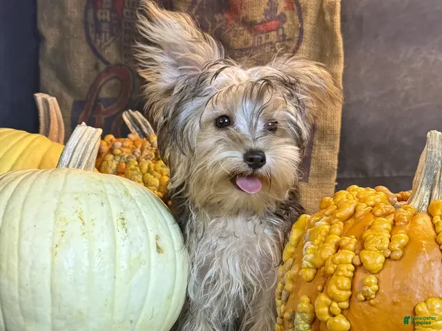 Yorkiepoo dogs for sale: Rosco - Ad 1