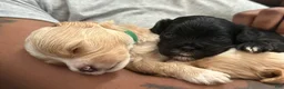 Maltipoo dogs for sale: Prince Wang  - Ad 5