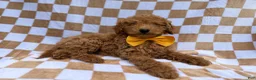 Miniature Poodle dogs for sale: Moose - Ad 8
