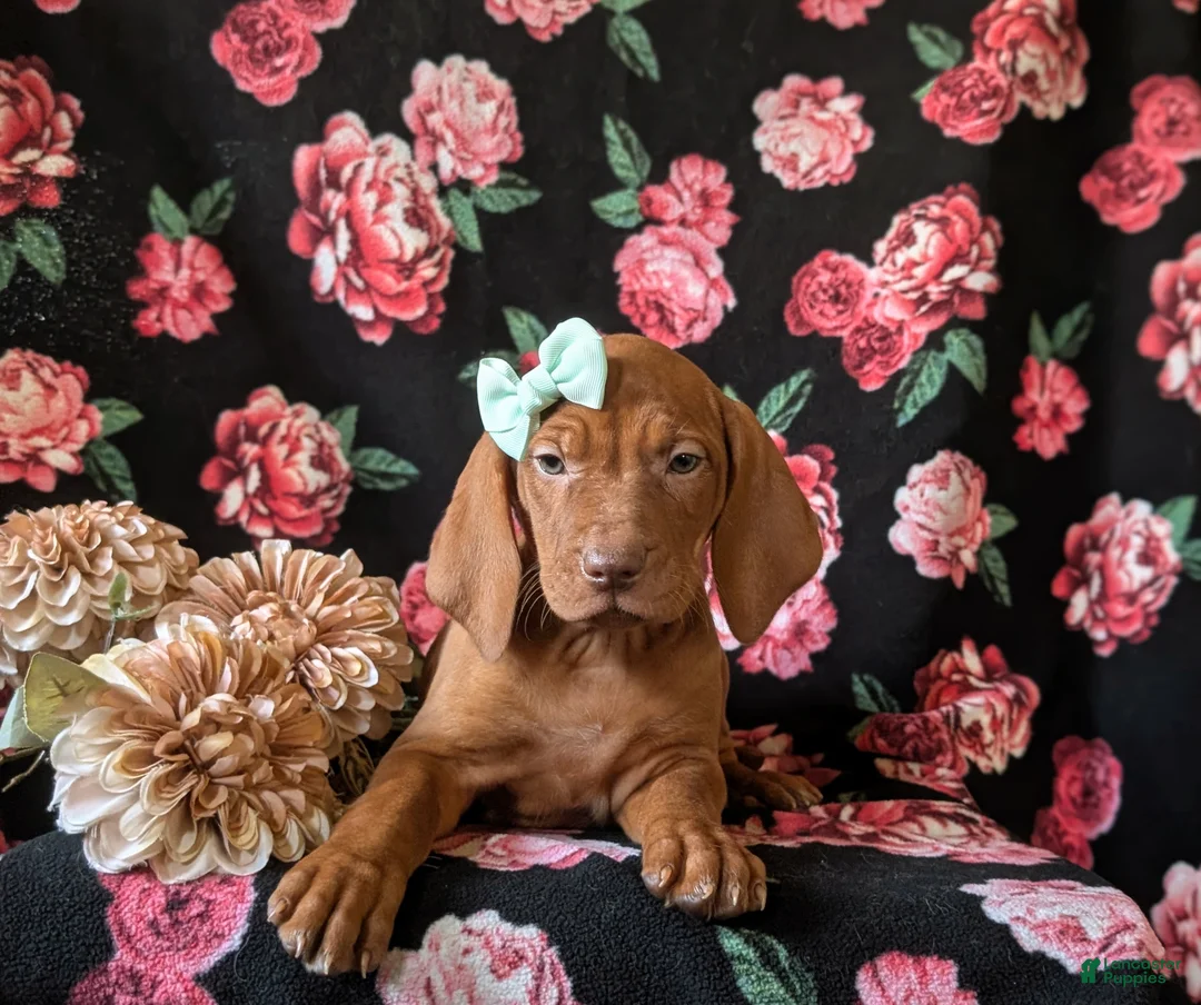 Vizsla dogs for sale: Kameron - Ad 5
