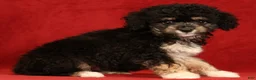 Mini Aussiedoodle dogs for sale: Chocolate - Ad 8