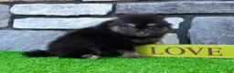 Pomeranian dogs for sale: Shadow - Ad 3