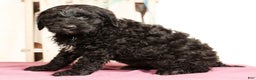 Labradoodle dogs for sale: Gina - Ad 5