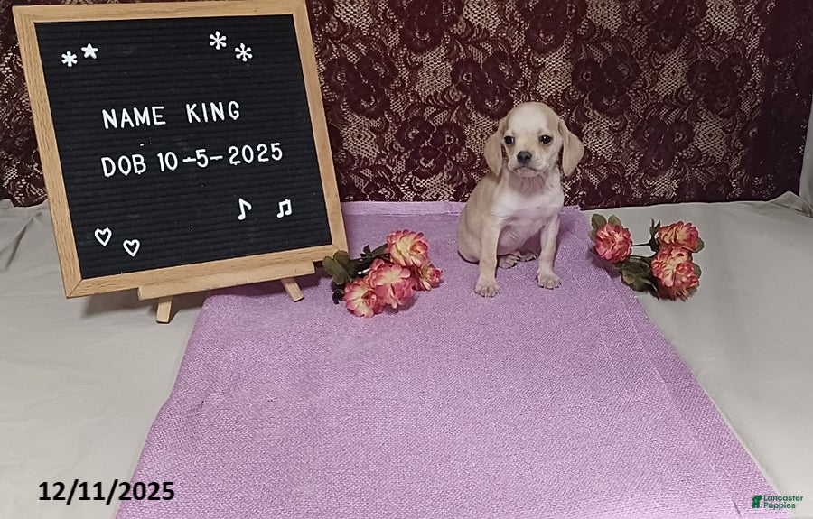 Puggle dogs King - Ad 7