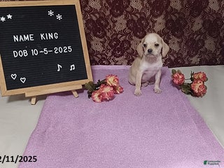 Puggle dogs King - Ad 4