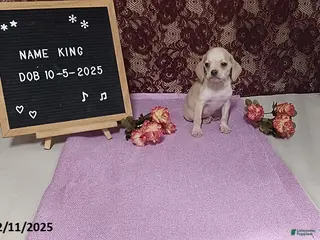 Puggle dogs King - Ad 16