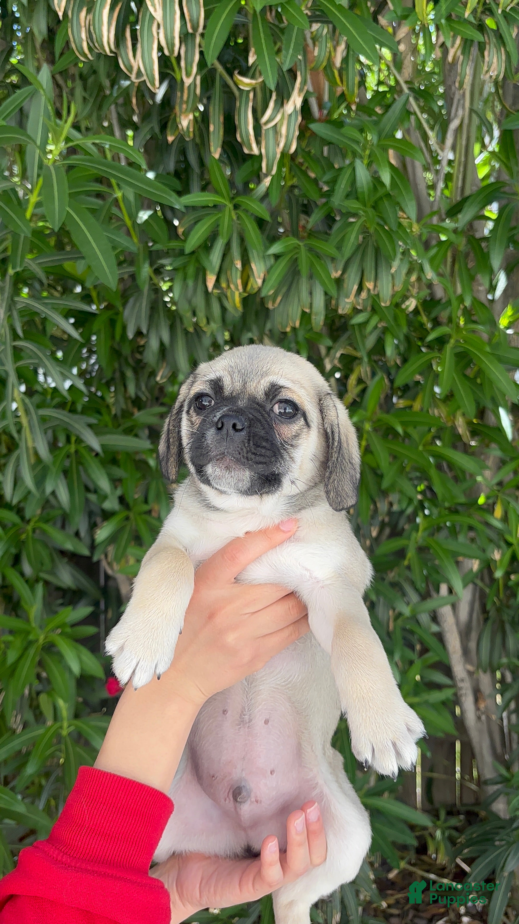 Mixed Breed dogs Bash 💙 - Ad 41