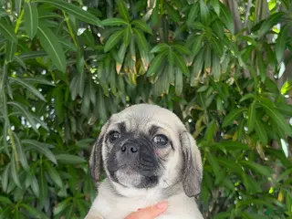 Mixed Breed dogs Bash 💙 - Ad 41