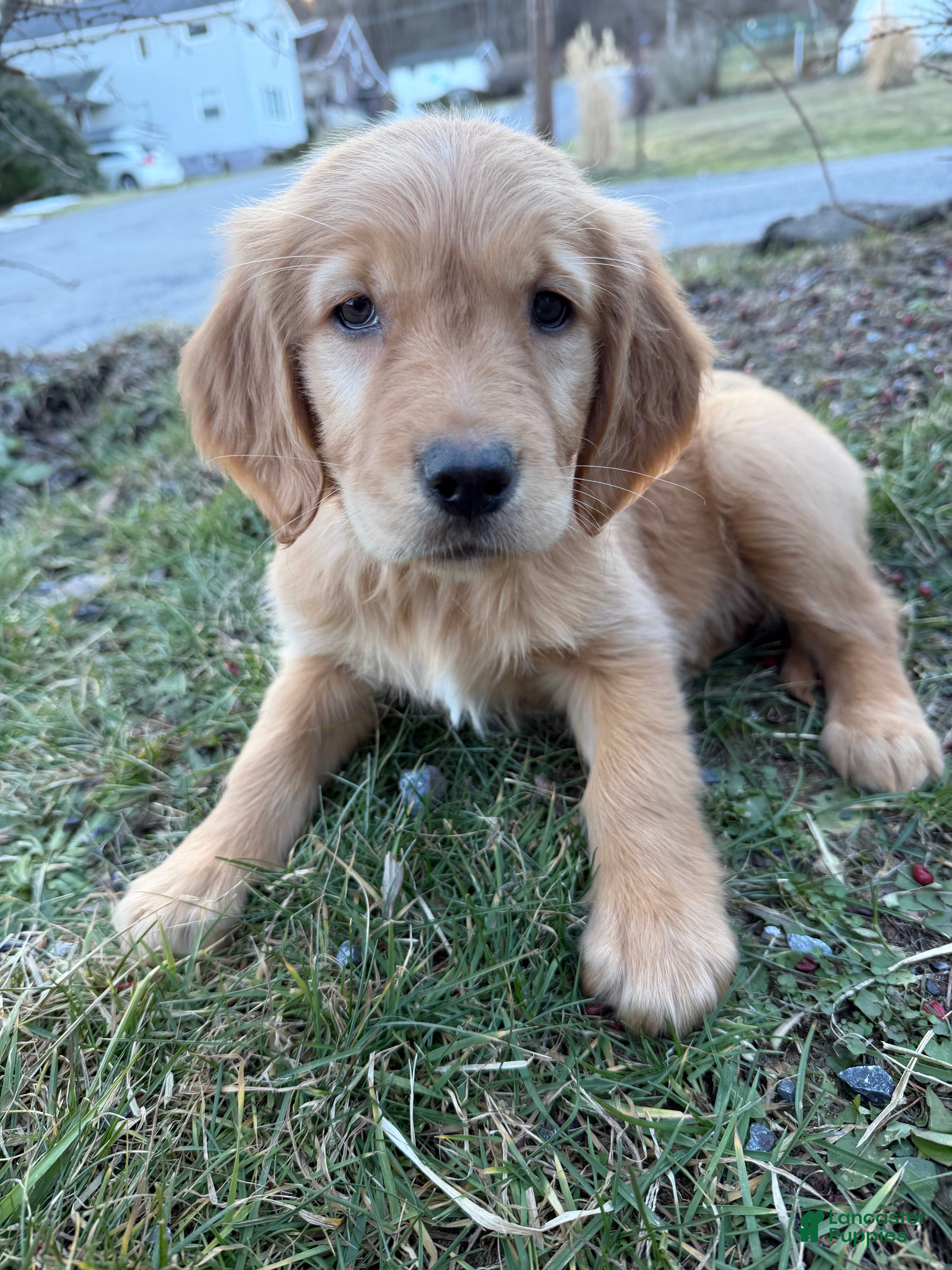 Golden Retriever dogs Raven-Purple  - Ad 1