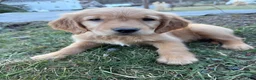 Golden Retriever dogs for sale: Raven-Purple  - Ad 1