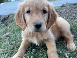 Golden Retriever dogs Raven-Purple - Ad 1