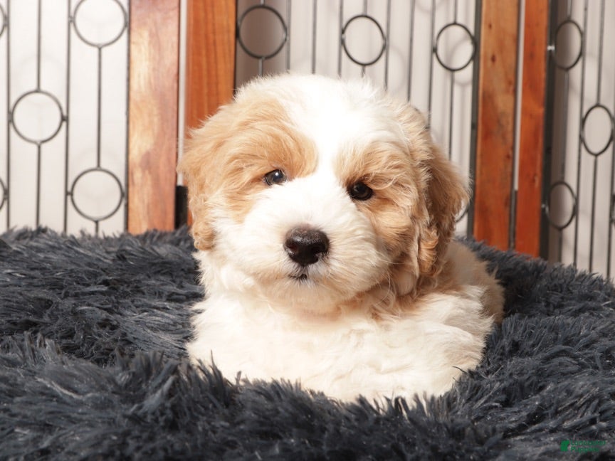 Mini Aussiedoodle dogs Ace - Cute F1B Mini Aussie Doodle  - Ad 1